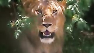 Tiger video