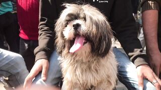 Beautiful Shih Tzu dog breeds