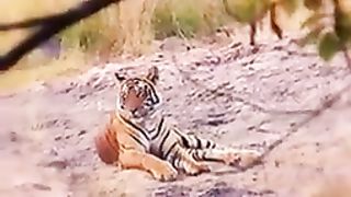 Tiger video