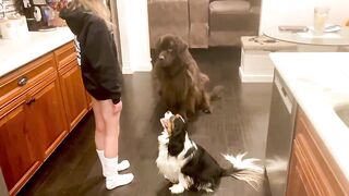 Newfie & Cavalier trained to find hiding little girl