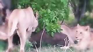 Lion and tiger