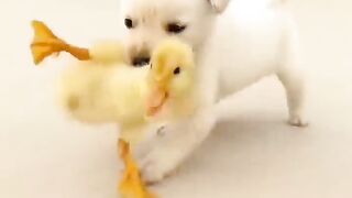 Little Dog love with little duck ❤️❤️