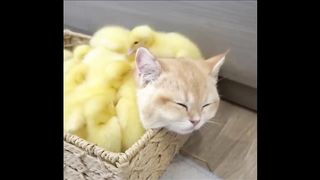 Cute baby animals Videos Compilation cute moment of the animals - Cutest Animals #42
