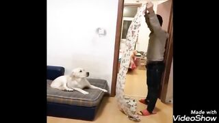 Funny dogs & cats