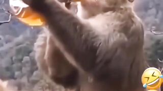 Monkey drink whisky funny video