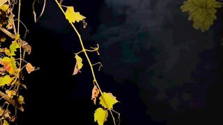 Poetry | Sad Poetry | Night View | Urdu Poetry