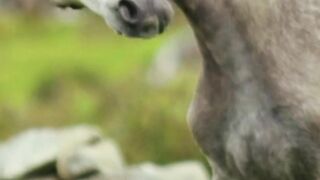 Horse information