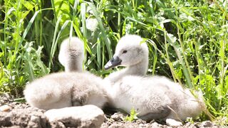 Baby Swans
