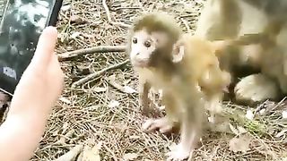 Monkey ????