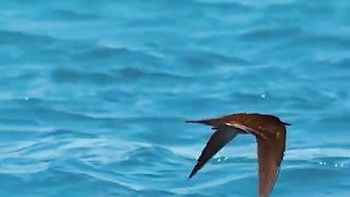 Fish attack