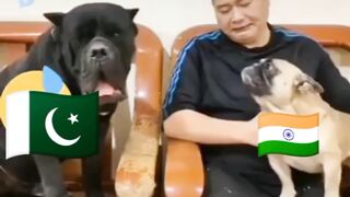 Pakistan vs Indian dogs
