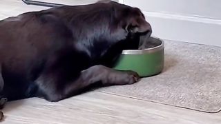 Funny Animal Videos 2022 Best Dogs And Cats Videos ????????