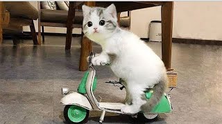 Funny Animal Videos 2022 ???? _ Funniest Animals Videos Best Cats???? and Dogs????