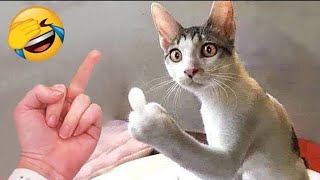 Cute cats ????and funny animals ????__funny video????__funny animal videos