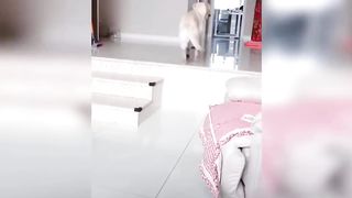 Dog reaction on cutting cake