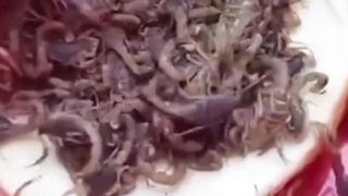 Deadly scorpion |استغفراللہ تعالی ربی