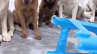 Dog ????