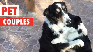 Adorable Pet Couples _ Funny Pet Compilation 2018