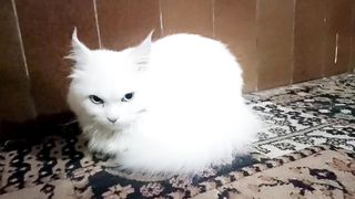 Beautiful kitty ???? very nice