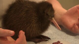 The world's cutest animal_ - Baby Kiwi