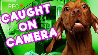 'Come On, Dammit!' with These Too-Cute Animal Videos