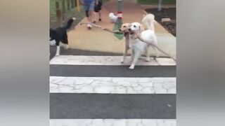 Funny Pet Videos Caught On Security Camera or Puppy Cam _ #thatpetlife