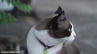 Funny animal funny animal moments video