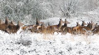 Deer territory