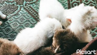 Kitten's