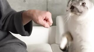 Cute cat's