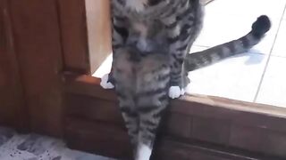 Funny cats and dogs
