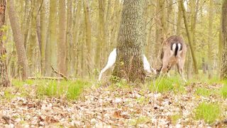Goats fighting