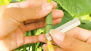 Former grows baby shape cucumbers