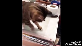 Funny videos cats and dogs ????????????