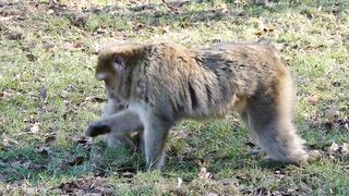 Understanding Monkey, My Thoughts on Monkey