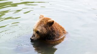 5 Shocking Things About Bear