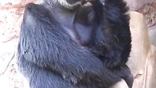 Funny Monkey