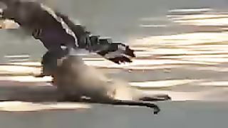 Animal attack's