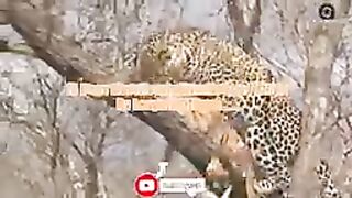 Dogs attack