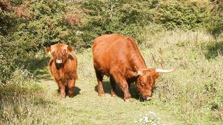 12 Steps To Finding The Perfect Cow