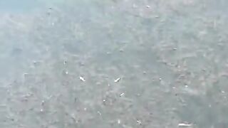 Bird swimming