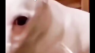 #Most funny video#funny#video