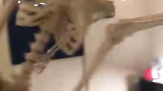#Funnymemes#funnyvideos