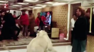 A funny man makes fun with a lion