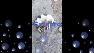 funny cats and dogs.