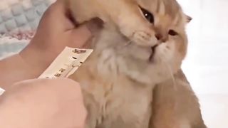 Chubby Chicks Cat ????