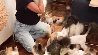 Cats family on febspot