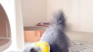 Punch Face Cats in fight mode on febspot