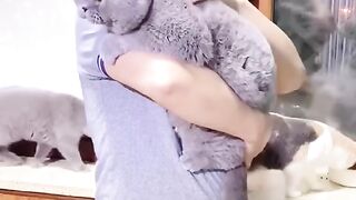 Grey color chubby Cat on febspot