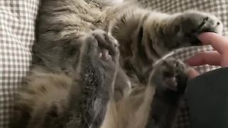 Cats wants giggles ????